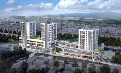 昆仑山菊花茶功效-【昆昆胎菊的功效】昆伦菊的功效与作用 - 昆菊花茶的功效网